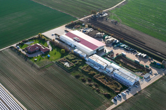 Gemüseanbau - Dieter Stubenbordt in Zeiskam im Bundesland Rheinland-Pfalz, Deutschland von der Drohne aus gesehen