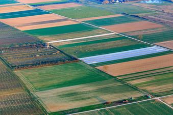 Plantage Eier-Meyer im Ortsteil Mühlhofen in Billigheim-Ingenheim im Bundesland Rheinland-Pfalz, Deutschland