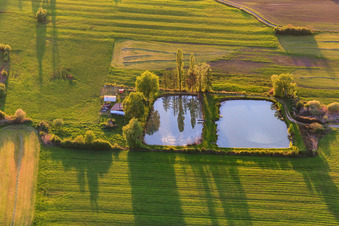 Zwei Angelweiher mit Pappeln am Ufer im Abendlicht in Mackwiller im Bundesland Bas-Rhin, Frankreich