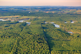 Wald vor dem Mittersheimer See aus Westen im Bundesland Moselle, Frankreich