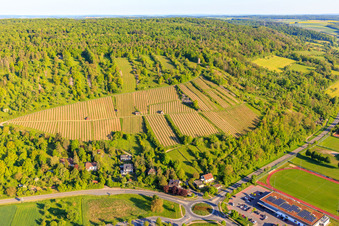 Weinberge mit Weinlage Weikersheimer Schmecker im Bundesland Baden-Württemberg, Deutschland