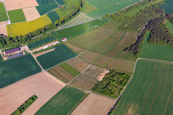 Weinberger an der Taubertalstr im Ortsteil Impfingen in Tauberbischofsheim im Bundesland Baden-Württemberg, Deutschland