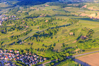 Weinbergslandschaft im Abendlicht in Malterdingen im Bundesland Baden-Württemberg, Deutschland