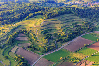 Terassierte Weinberge in Malterdingen im Bundesland Baden-Württemberg, Deutschland