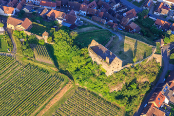 Luftbild von Ruine des Schloss Burkheim über dem Weinberg in Vogtsburg im Kaiserstuhl im Bundesland Baden-Württemberg, Deutschland