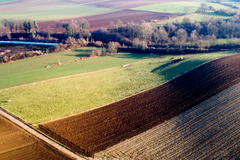 Luftbild von Kuhweide an der Bahnlinie in Freckenfeld im Bundesland Rheinland-Pfalz, Deutschland