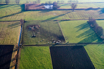 Kuhweide am Bruchbach im Ortsteil Schaidt in Wörth am Rhein im Bundesland Rheinland-Pfalz, Deutschland