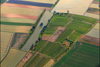 Wingertsheisel in einem kleinen Weinberg in Ottersheim bei Landau im Bundesland Rheinland-Pfalz, Deutschland