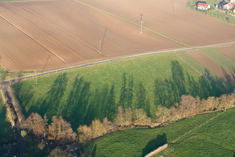 Baum mit Schattenbildung durch Lichteinstrahlung auf einem Feld in Wörth am Rhein in Freckenfeld im Bundesland Rheinland-Pfalz, Deutschland
