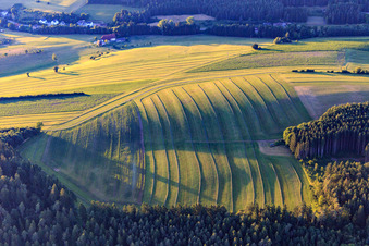 Gemähte Matten (Wiesen) im Schwarzwald am Abend in Niedereschach im Bundesland Baden-Württemberg, Deutschland