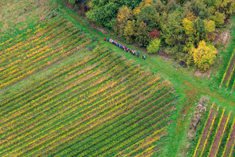 Wandergruppe zwichen Wald und Wein in Dörrenbach im Bundesland Rheinland-Pfalz, Deutschland