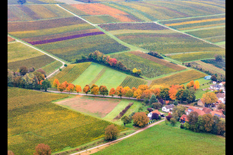 Herbstlich verfärbte Allee an der K24 in Dierbach im Bundesland Rheinland-Pfalz, Deutschland