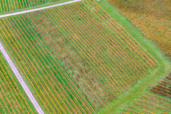 Rebzeilenmuster in Barbelroth im Bundesland Rheinland-Pfalz, Deutschland