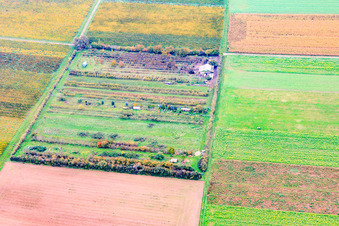 Obst-Plantage von Klaus Meyer im Ortsteil Mühlhofen in Billigheim-Ingenheim im Bundesland Rheinland-Pfalz, Deutschland