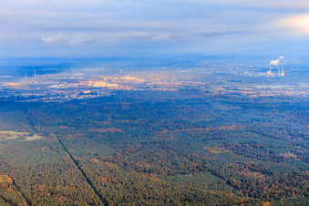 Bienwald von Nordwesten im Ortsteil Büchelberg in Wörth am Rhein im Bundesland Rheinland-Pfalz, Deutschland