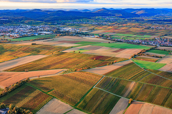 Herbstlich gerfärbte Weinberge zwischen Bad-Bergzabern und Deutschhof in Kapellen-Drusweiler im Bundesland Rheinland-Pfalz, Deutschland