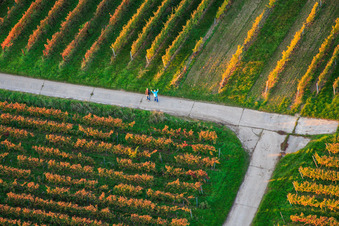 Spaziergänger im Weinberg in Dierbach im Bundesland Rheinland-Pfalz, Deutschland