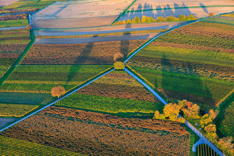 Herbstlich gerfärbte Weinberge am Abend zwischen Dierbach und Barbelroth im Bundesland Rheinland-Pfalz, Deutschland