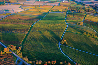 Herbstlich gerfärbte Weinberge am Abend zwischen Dierbach und Hergersweiler im Bundesland Rheinland-Pfalz, Deutschland