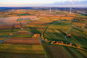 Herbstlich gerfärbte Weinberge am Abend vor dem Windpark Freckenfeld in Dierbach im Bundesland Rheinland-Pfalz, Deutschland