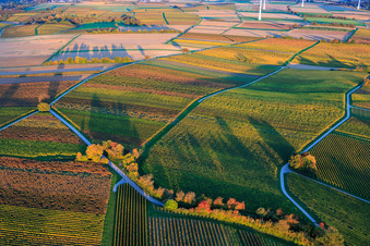 Herbstlich gerfärbte Weinberge zwischen Dierbach und Hergersweiler im Bundesland Rheinland-Pfalz, Deutschland