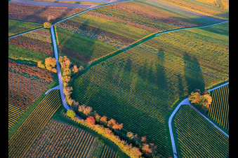 Luftbild von Herbstlich gerfärbte Weinberge am Abend zwischen Dierbach und Hergersweiler im Bundesland Rheinland-Pfalz, Deutschland