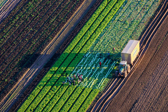 Luftbild von Erntehelfer und Traktor bei der Salaternte auf einem Gemüsefeld von Grafenländer Gemüse in Schwegenheim im Bundesland Rheinland-Pfalz, Deutschland