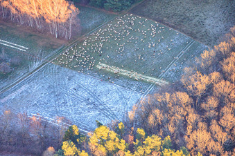 Schafweide bei Frost auf Waldlichtung in Busenberg im Bundesland Rheinland-Pfalz, Deutschland