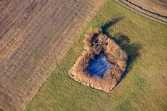 Gefrorene Teiche in den Auwiesen in Leimersheim im Bundesland Rheinland-Pfalz, Deutschland
