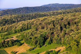 Blühende Esskastanien im Pflälzerwald in Dörrenbach im Bundesland Rheinland-Pfalz, Deutschland
