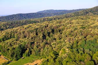Blühende Esskastanien im Pflälzerwald in Dörrenbach im Bundesland Rheinland-Pfalz, Deutschland