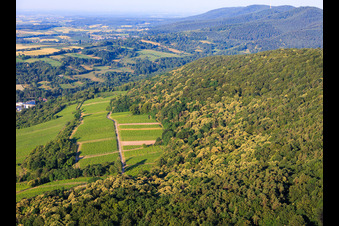 Blühende Esskastanien im Pflälzerwald in Wissembourg im Bundesland Bas-Rhin, Frankreich