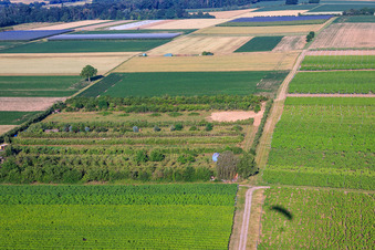 Plantage mit Arbeitsbereich für den Windradbau im Ortsteil Mühlhofen in Billigheim-Ingenheim im Bundesland Rheinland-Pfalz, Deutschland