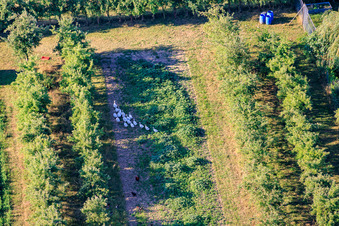 Gänseherde in der Obstplantage im Ortsteil Mühlhofen in Billigheim-Ingenheim im Bundesland Rheinland-Pfalz, Deutschland