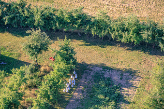 Gänseherde in der Obstplantage im Ortsteil Mühlhofen in Billigheim-Ingenheim im Bundesland Rheinland-Pfalz, Deutschland