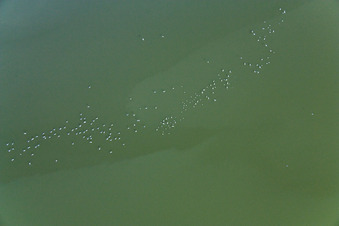 Wasservögel am Ammersee im Bundesland Bayern, Deutschland