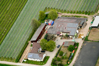 Lindenhof in Steinweiler im Bundesland Rheinland-Pfalz, Deutschland von oben