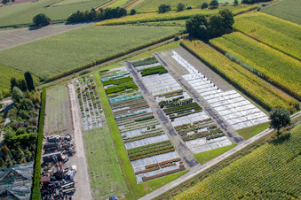 Drohnenaufname von Gartenzeiten Schwarz im Ortsteil Bodersweier in Kehl im Bundesland Baden-Württemberg, Deutschland
