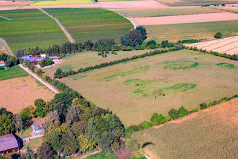 Minfeld, Trakehner-Friedrich im Bundesland Rheinland-Pfalz, Deutschland