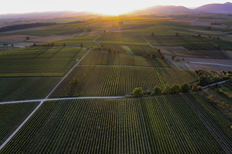 Felder einer Weinbergs- Landschaft der Winzer- Gebiete im Gegenlicht der untergehenden Sonne in Billigheim-Ingenheim im Bundesland Rheinland-Pfalz, Deutschland