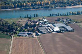 Gehöft des Hofguts Petersau, Produzent der Chio Chips, am Ufer des Rheinsim Ortsteil Petersau in Frankenthal (Pfalz) im Ortsteil Mörsch im Bundesland Rheinland-Pfalz, Deutschland