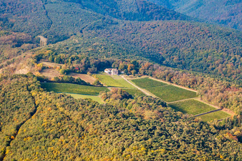 Weinbergs- Landschaft der Winzer- Gebiete des Weingut Odinstal, höchstes Weingut der Pfalz in Wachenheim an der Weinstraße im Bundesland Rheinland-Pfalz, Deutschland
