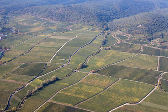 Weinlage Deidesheimer Maushöhle und Hohenmorgen unter der Michaelskapelle im Bundesland Rheinland-Pfalz, Deutschland