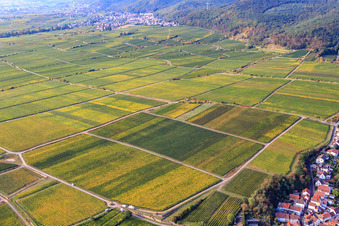 Weinberge am Königsbacher Weg in Ruppertsberg im Bundesland Rheinland-Pfalz, Deutschland