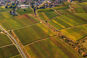 Bahnlinie zwischen Reben im Herbstlaub im Ortsteil Mußbach in Neustadt an der Weinstraße im Bundesland Rheinland-Pfalz, Deutschland