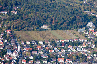 Felder einer Weinbergs- Landschaft der Winzer- Gebiete zwischen Wald und Ortschaft im Ortsteil Hambach in Neustadt an der Weinstraße im Bundesland Rheinland-Pfalz, Deutschland