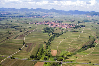 Felder einer Weinbergs- Landschaft der Winzer- Gebiete im Ortsteil Nußdorf in Landau in der Pfalz im Bundesland Rheinland-Pfalz, Deutschland