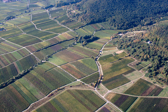 Felder einer Weinbergs- Landschaft der Winzer- Gebiete im Ortsteil Hambach in Neustadt an der Weinstraße im Ortsteil Diedesfeld im Bundesland Rheinland-Pfalz, Deutschland