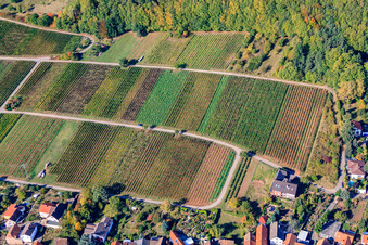 Weinberge am Haardtrand in Weyher in der Pfalz im Bundesland Rheinland-Pfalz, Deutschland
