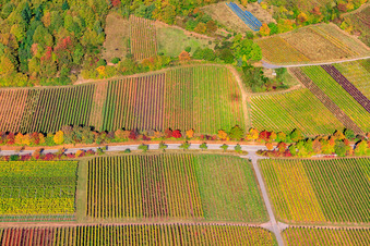 Luftbild von Weinberge am Haardtrand Modenbachtalstr in Weyher in der Pfalz im Bundesland Rheinland-Pfalz, Deutschland